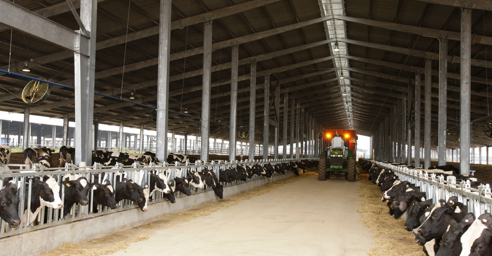 Trang trại bò sữa TH Milk Nghệ An