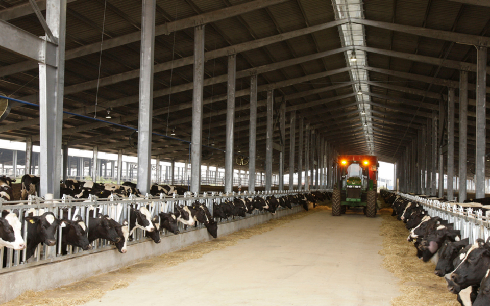 Trang trại bò sữa TH Milk